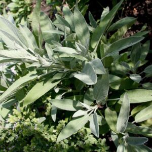 Magickal Sage