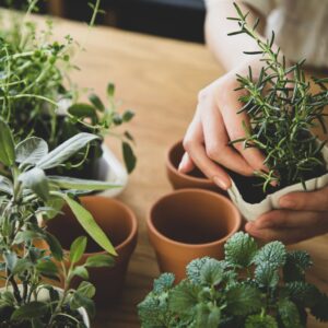 A green witch holding pots of herbs