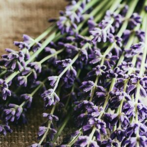 Green witchcraft lavender bundle