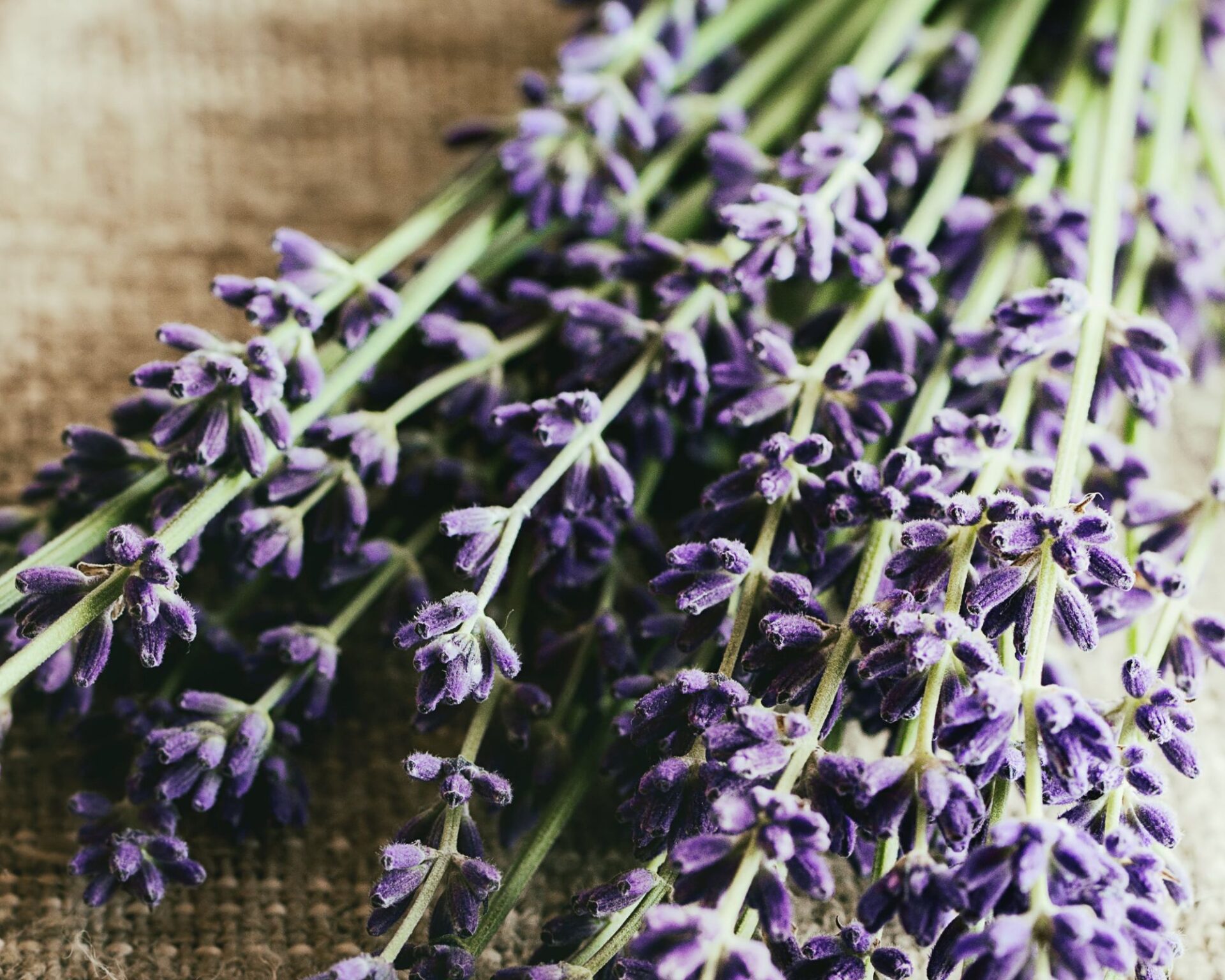 Green witchcraft lavender bundle
