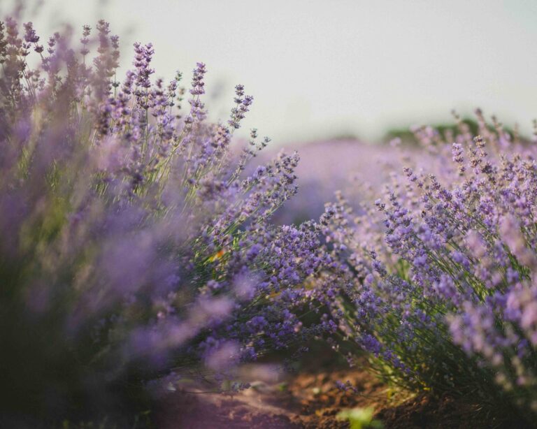 Lavender fields lagick