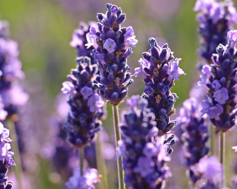 Closeup of spanish lavender