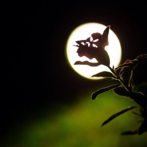 The Flower Moon in May
