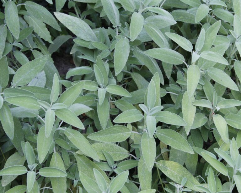 Green Sage