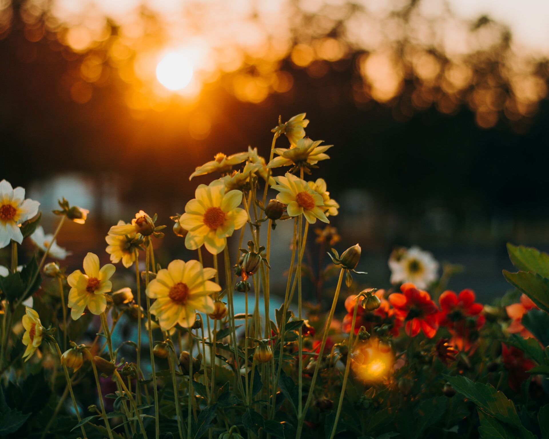 June flowers in season with sunset in background
