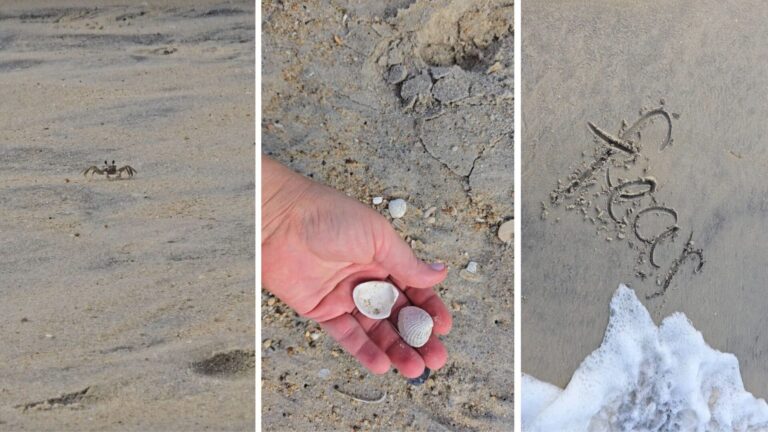 Beach sand, shells, waves, and a sand crab