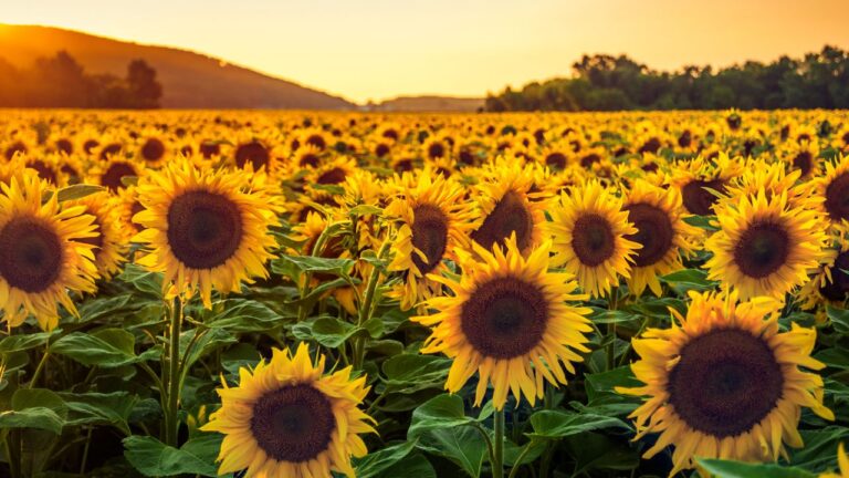 Sunflowers in a sunset field