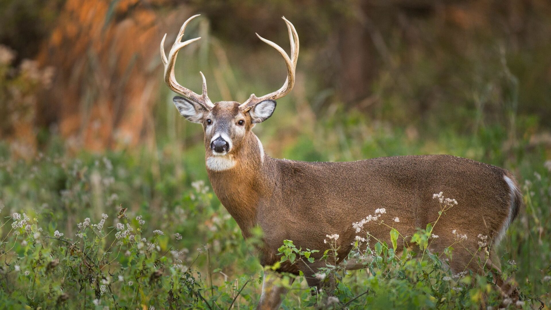 Buck standing in field