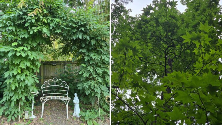 Witch's garden greenery