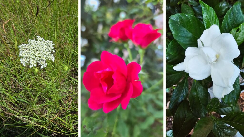 Witch's garden flowers