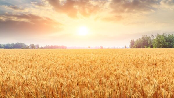 Fall In August The Naturally Modern Witch’s Almanac: August - Naturally Modern Witch