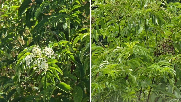 Elder plant flowers and berries