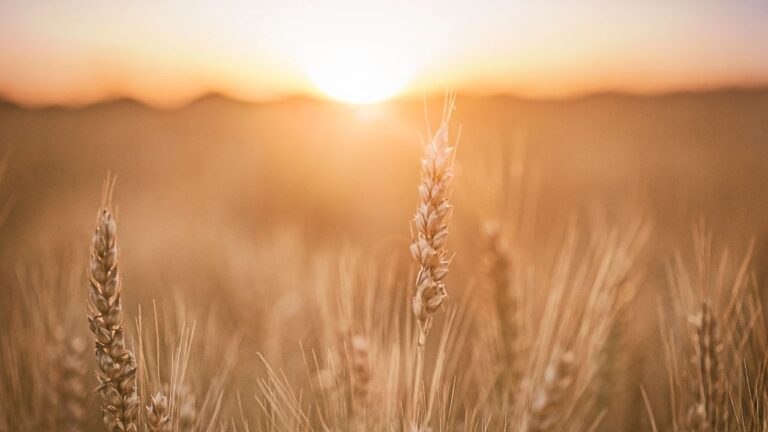 Lughnasadh wheat at sunset