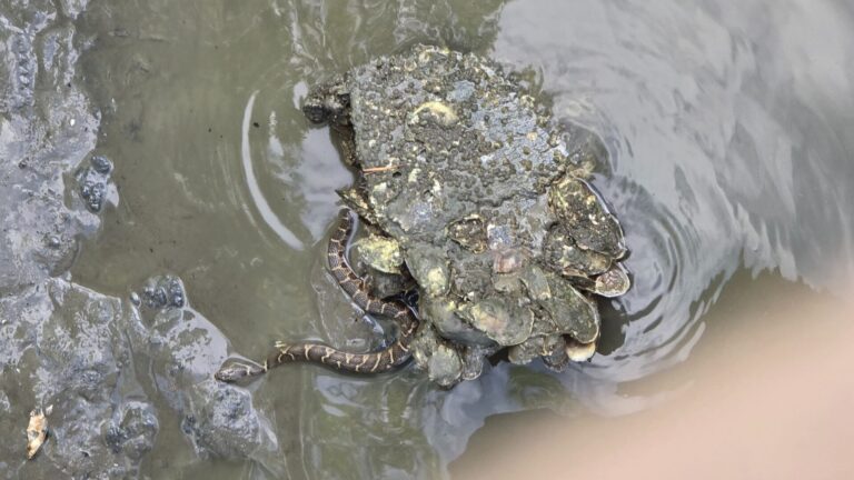 Cottonmouth snake in the river rocks