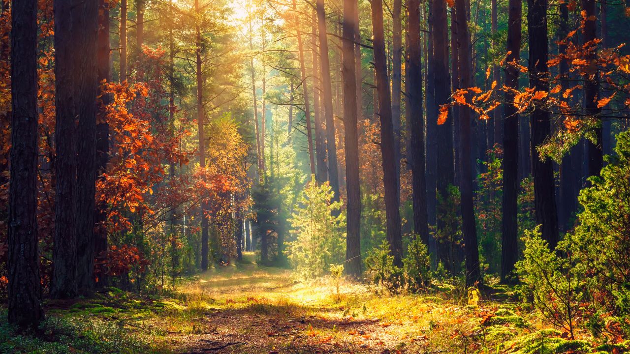 A witchy forest during September with the light shining on the path