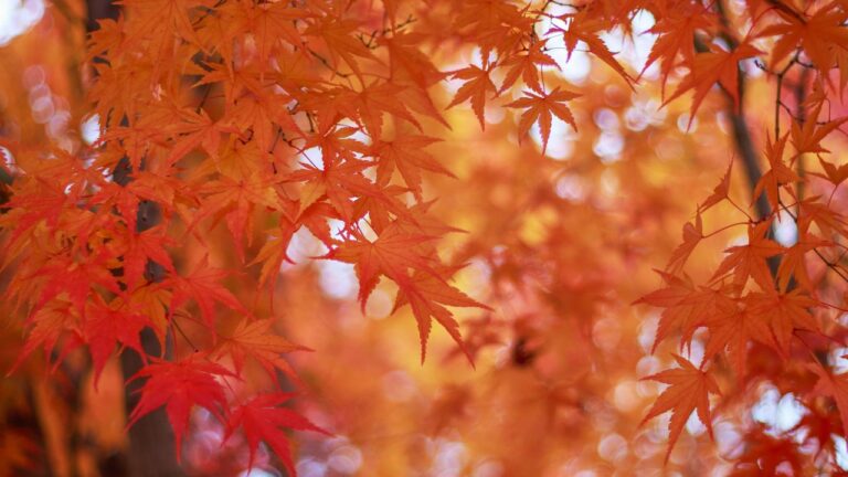 Orange autumn leaves on a tree