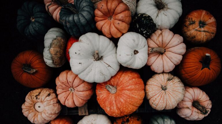 Pumpkins all different colors
