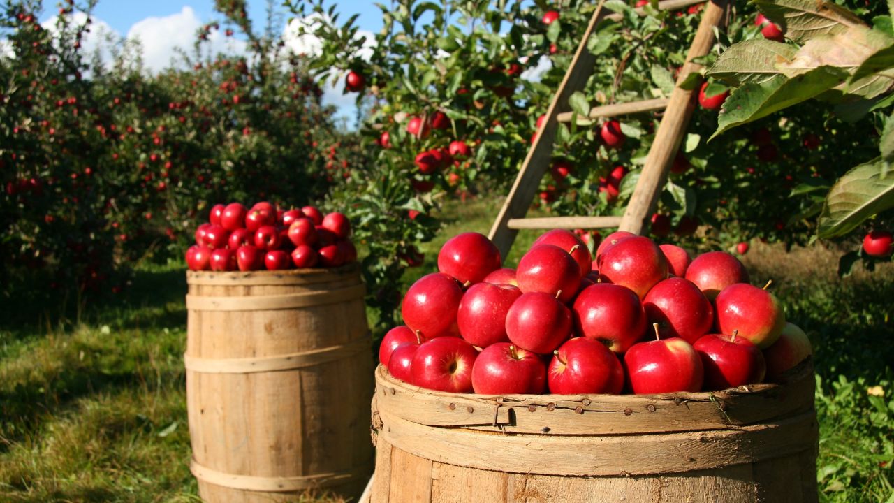 @2 Mabon barrels of apples next to a tree