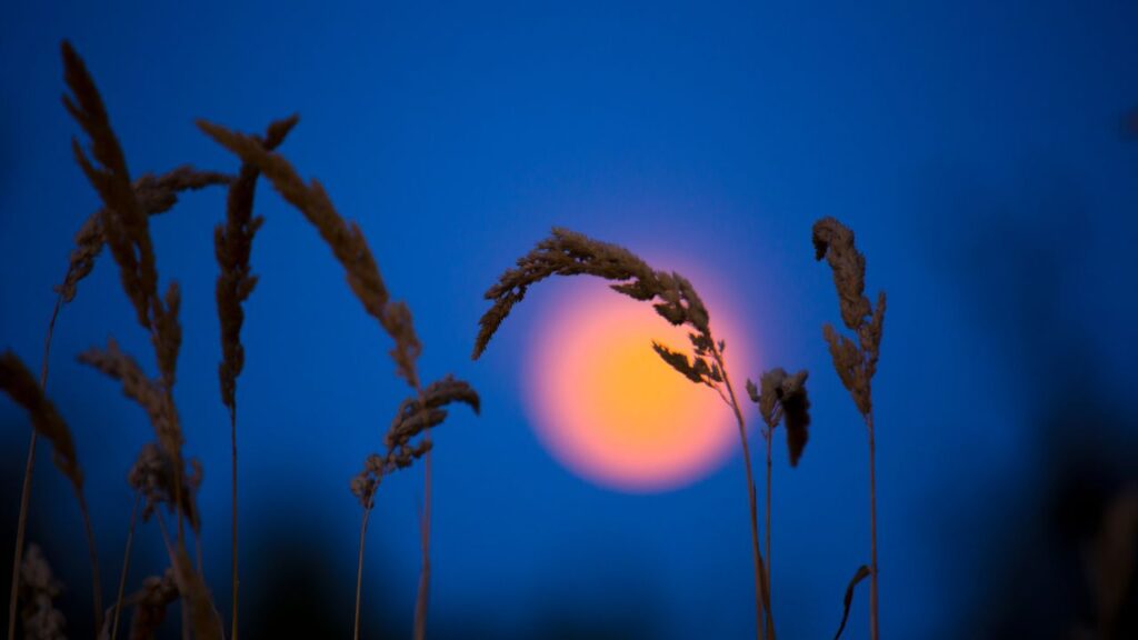 Harvest moon behind wheat stalks