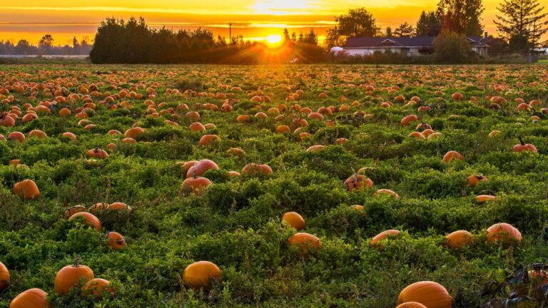 Samhain pumpkin fields
