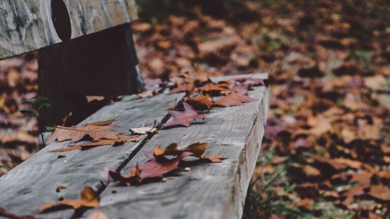 Witch's park bench on a fall day fallen leaves