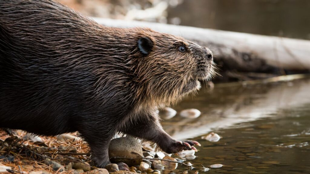 The Full Beaver Moon