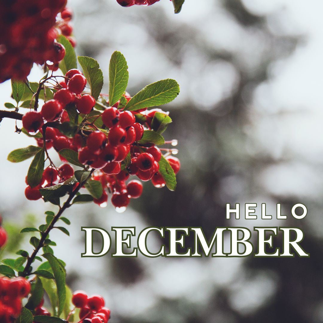 hello withcy december