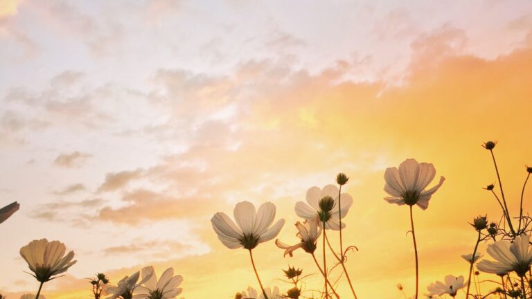 White Ostara flowers at sunrise
