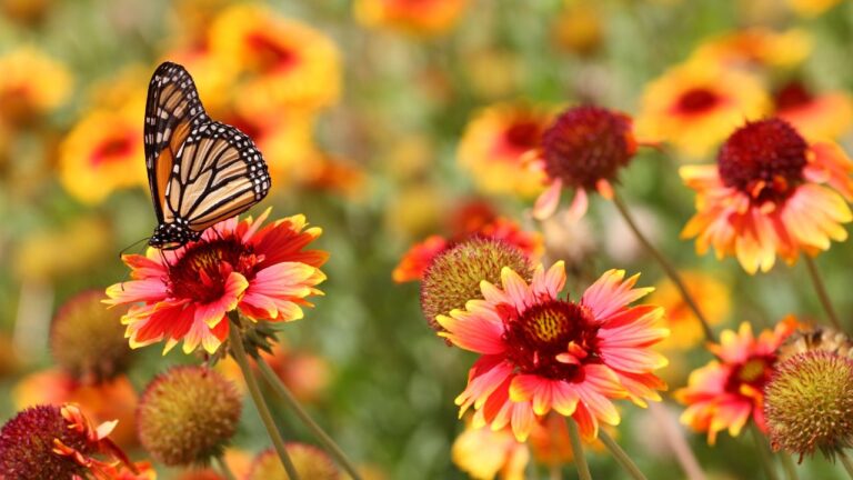 Orange and yellow Ostara Flowers with a butterfly