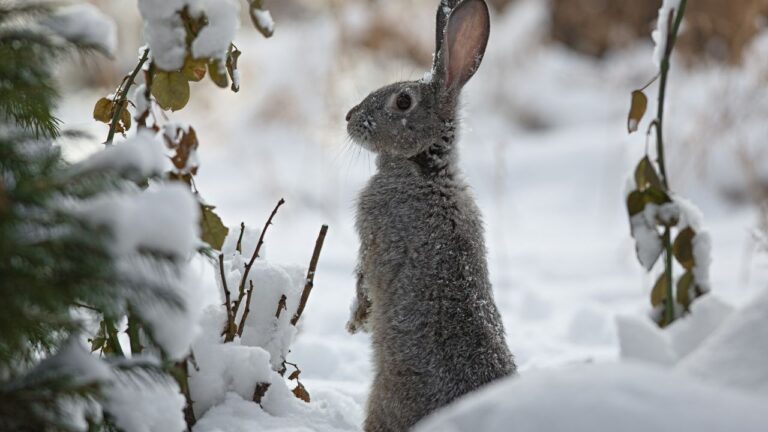 Wild rabbit standing alert in the snow, representing December wildlife and winter animal symbolism in witchcraft.