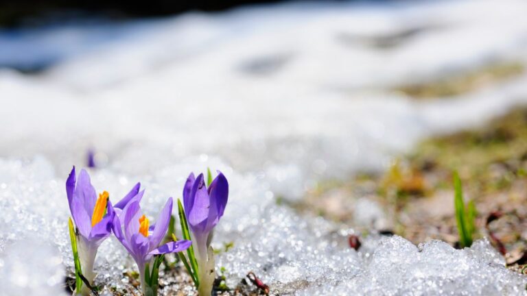 Imbolc purple flowers in the snow